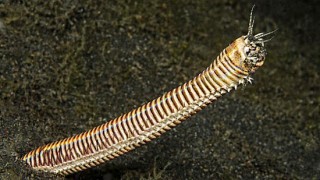 Eunice Aphroditois -um verme que é considerado o grande terror dos oceanos