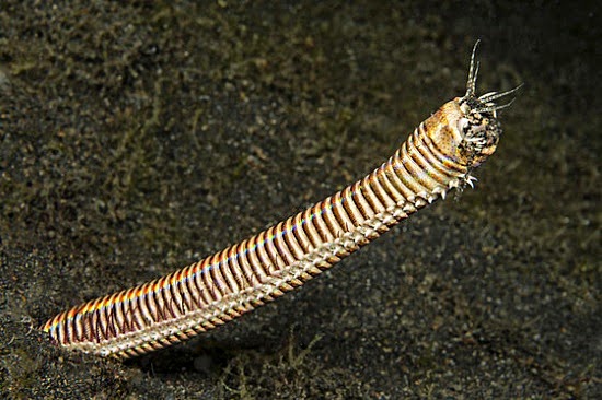 Eunice Aphroditois -um verme que é considerado o grande terror dos oceanos