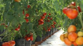 Técnica Valiosa para Plantação de Tomate