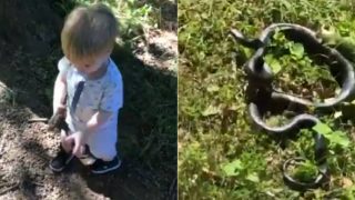 Vídeo Mostra Criança Pegando Cobra Pensando que Era Um Graveto