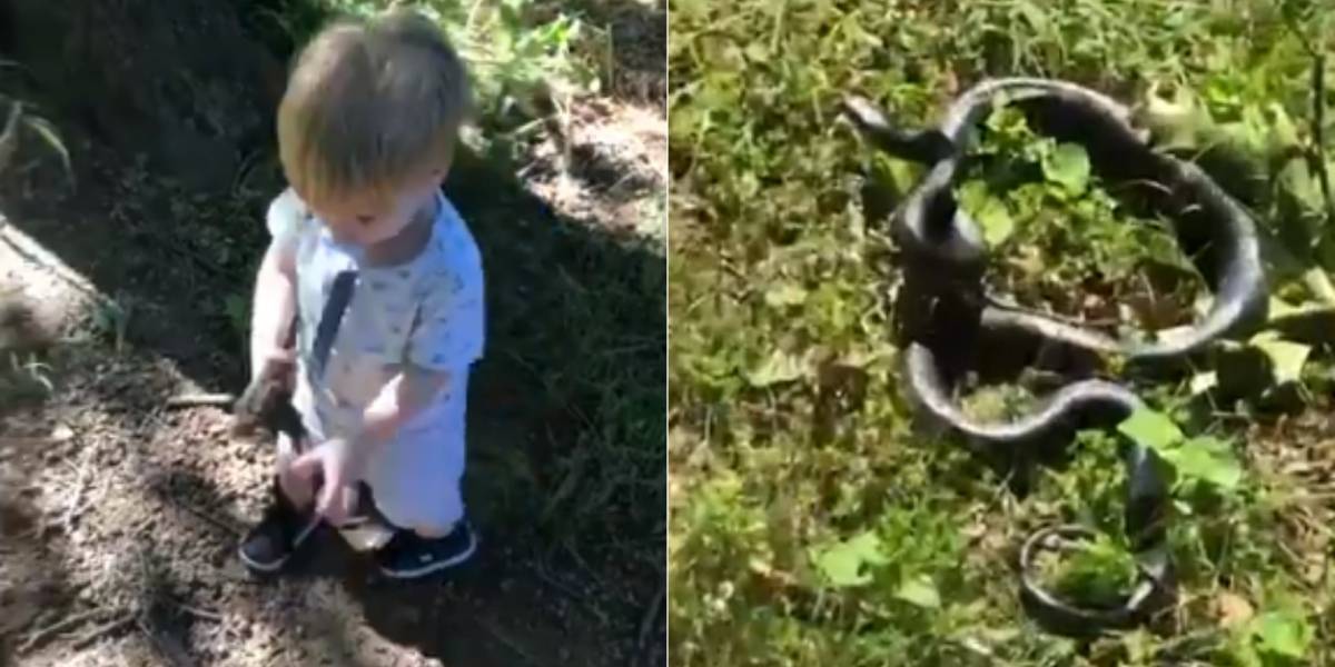 Vídeo Mostra Criança Pegando Cobra Pensando que Era Um Graveto