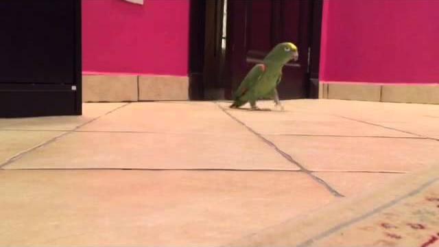 Papagaio Consegue Atravessar Porta E Comemora Com Risada De Arrepiar