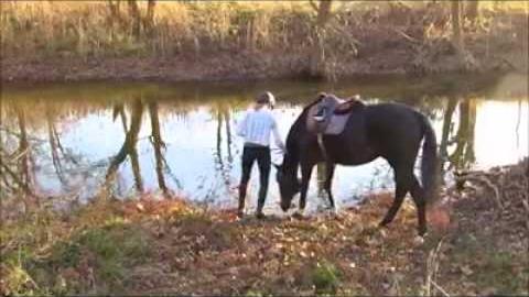 Este cavalo não queria entrar na agua, até descobrir o quanto era bom