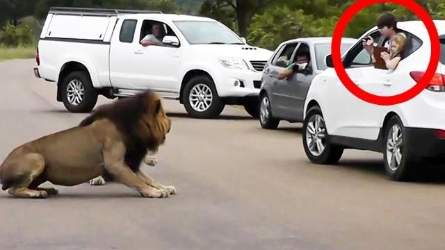 Leão avança em pessoas que não se mantém dentro do carro