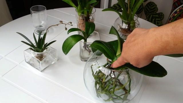 Cultivo de Orquídeas na água – Dica bafo