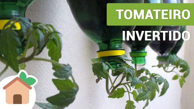 Tomateiro Invertido – Tomato Plants Inverted