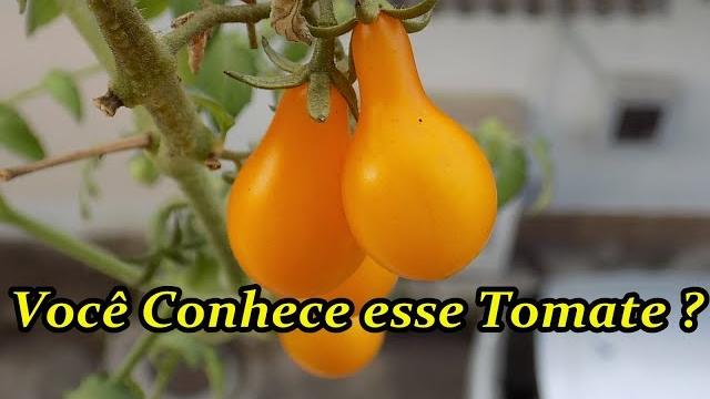Tomate Pera em Vaso – Venha Conhecer esse Tomate