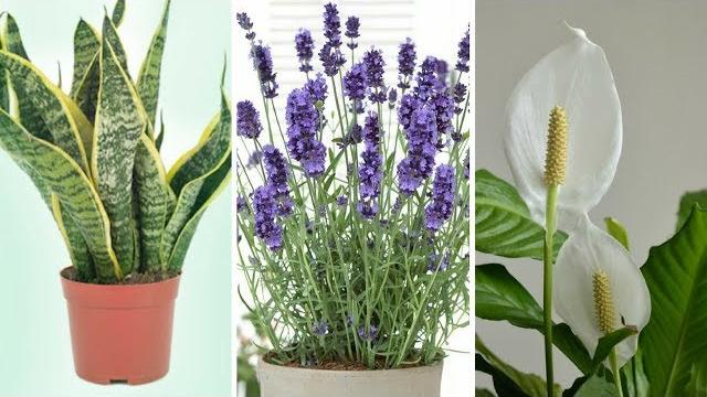 Estas são as 5 plantas que você pode colocar no quarto para poder dormir muito melhor
