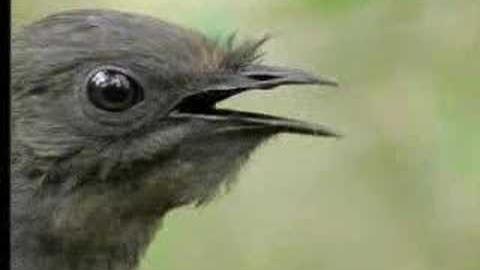 Pássaro imita sons de outras aves e até de serra elétrica