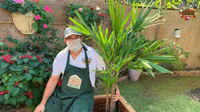 Ráfia – vídeo ensina como plantar e cuidar desta palmeira