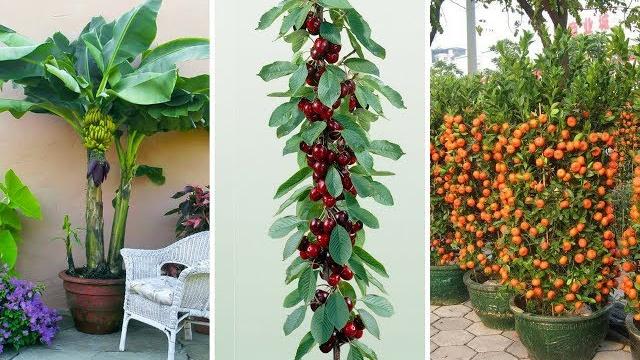 7 Árvores Frutíferas que pode plantar em Vasos Facilmente