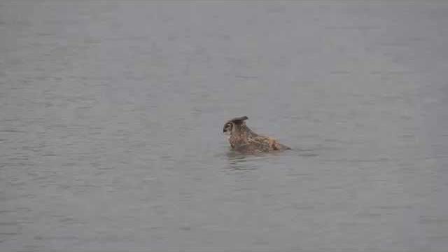 Coruja cruza lago a nado após ser atacada por falcões