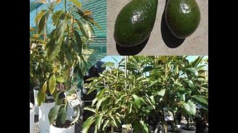 Enxerto em pé de abacate no vaso – Produzindo rápido