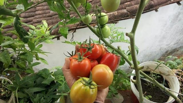Como plantar tomate da forma mais fácil