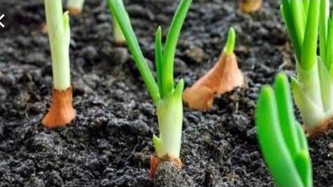 Aprenda Plantar Cebola de Cabeça – No Vaso