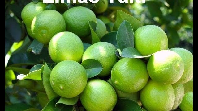 Faça seu pé de limão dar frutos o ano todo sem parar usando esta técnica |  Cantinho do Video