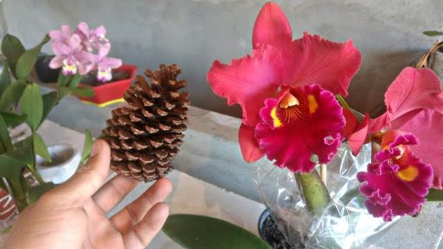 Coloquei pinho nas orquídeas e veja que incrível