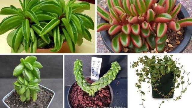 Apresentando 6 espécies de plantas suculentas da família Piperaceae