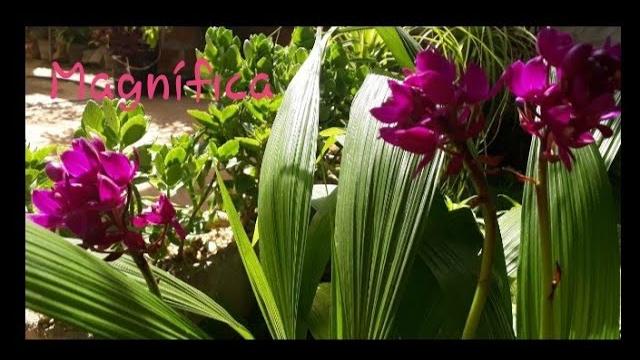 Como eu cultivo a orquídea grapette ( Spatoglottis Unguiculata)