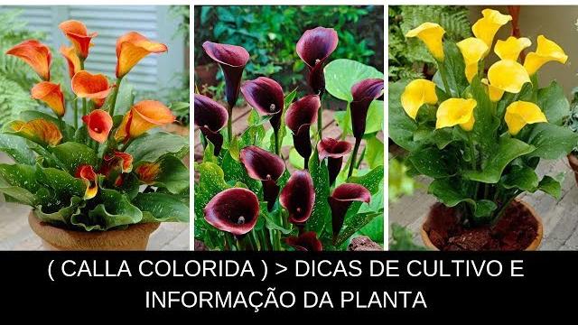 Calla colorida – dicas de cultivo e informações técnica da planta