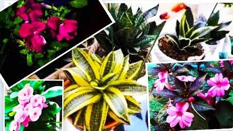 100 espécies de plantas lindas e exóticas para fazer seu jardim explodir de flores e folhas