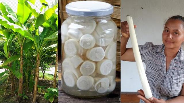 Como Tirar PALMITO da Bananeira – Como fazer Palmito da BANANEIRA