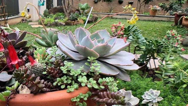 SUCULENTAS que ficam com a coloração PERFEITA na chuva e no sol