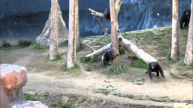 Briga maluca entre chimpanzés num zoológico em Chicago