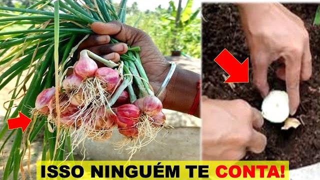 Como Plantar Cebola no Vaso – Você ira Colher em 90 Dias