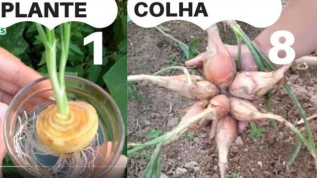 Plante Uma Cebola e Colha até Oito Unidades – Como Plantar Cebola