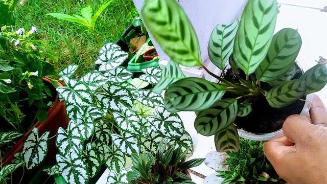 10 Pares de Plantas Ornamentais que você Também pode Cultivar no seu Jardim