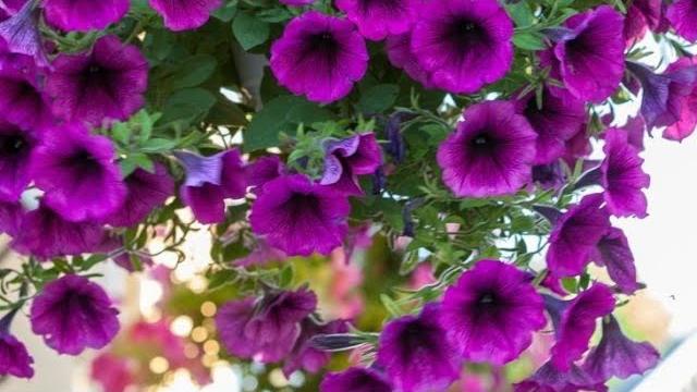 7 Plantinhas Que São Cheias De Flores – Atrai Borboletas e Beija Flores Para Sua Casa ou Jardim