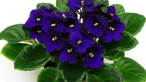 Saiba Como Cultivar Violetas Para Elas Produzirem Lindas Flores