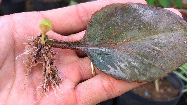Como cultivar Bryophyllum pinnatum a partir de folhas – Kalanchoe pinnata