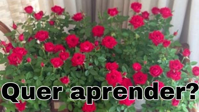 Como Fazer sua Mini Rosa Explodir de Floração