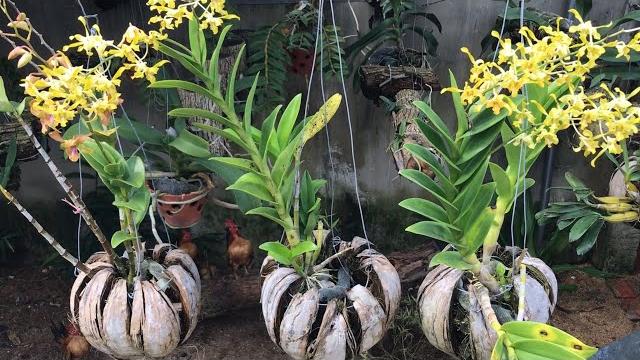 Como Plantar Orquídeas em Cascas de Coco
