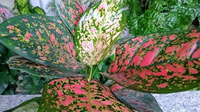 Comigo Ninguém Pode da Folha Rosa – Como Cultivar e Manter sua Beleza |  Cantinho do Video