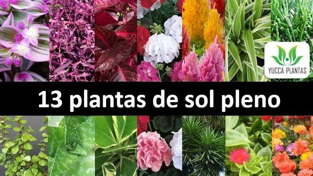 13 Plantas de Sol Pleno: Dicas de Plantas Lindas e Fáceis de Cultivar