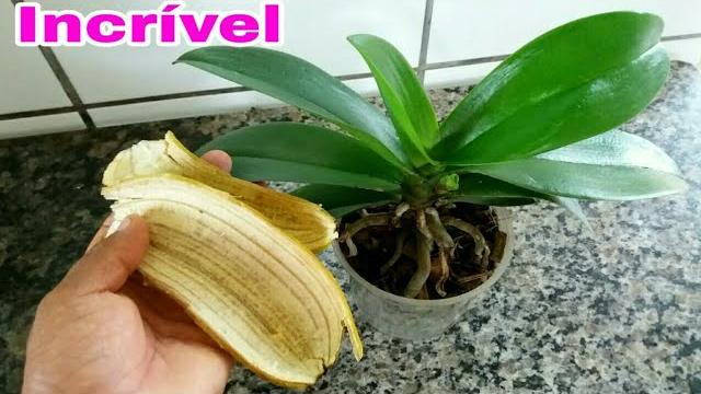 Faça sua Orquídea Brilhar Usando Casca de Banana