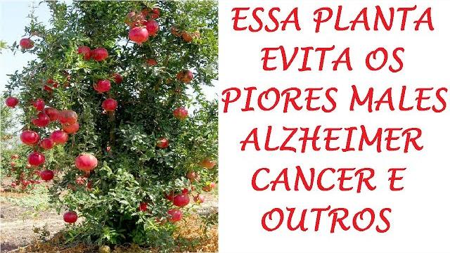 Romã Planta evita piores Doenças, Alzheimer Câncer e muitas outras