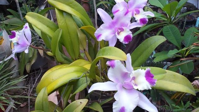 Adubo Para Orquídea – Linda Floração