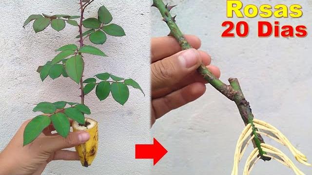 Como Enraizar Estacas de Rosas Usando Banana