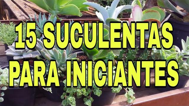 15 Tipos de Suculentas Para Quem Está Começando Agora