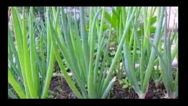 Aprenda a Plantar Cebolinhas – Inicio Meio e Fim – Cultive Cebolinhas o Ano Inteiro