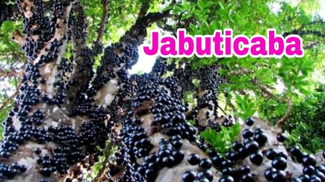 Técnica Para Afastar Formigas e Insetos do Pé de Jabuticaba