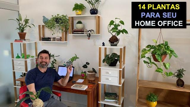 14 Plantas Para seu Home Office