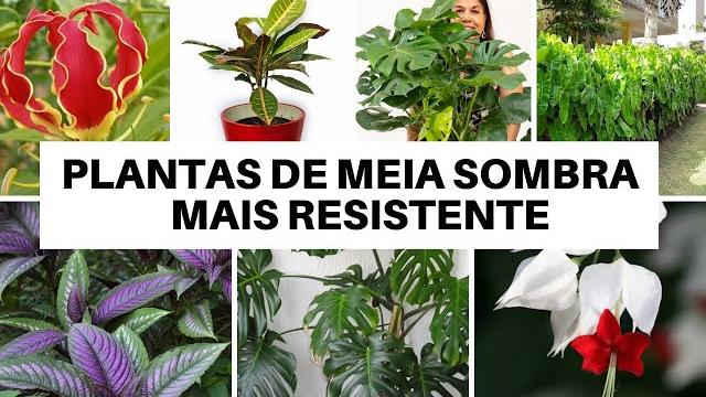 10 PLANTAS PARA SER CULTIVADA A MEIA SOMBRA – RESISTENTES A PRAGAS