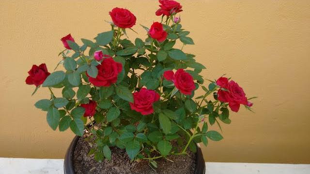 Como Plantar e Cuidar da Mini Rosa em Vaso