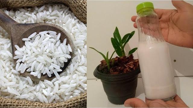 Como usar a Água de Arroz nas Orquídeas – Super Benéfica