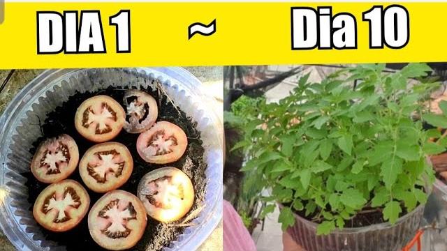A Forma mais Fácil de Plantar Tomates